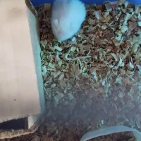 همین های زیبا و آرام .دستی|موش و خرگوش|تهران, والفجر (افسریه)|دیوار