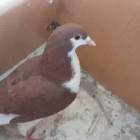 کبوتر رنگی