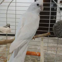 عروس هلندی