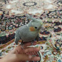 به خاطر جانداشتن در منزل