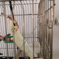 عروس هلندی ماده|پرنده|قم, کلهری|دیوار