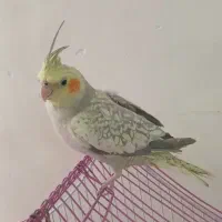 عروس هلندی نر معاوضه با کبوتر|پرنده|اصفهان, پوریای ولی|دیوار