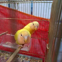 فروش کتوته رنگ عالی خوشگل دستی|پرنده|فردوس (خراسان), |دیوار