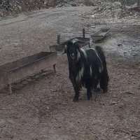 بعده|حیوانات مزرعه|لالی, |دیوار