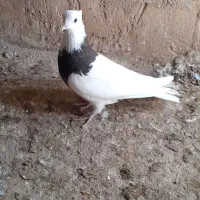 کفتر طوقی