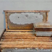 عسل طبیعی(از تولید ب مصرف)|خوردنی و آشامیدنی|لاله زار, |دیوار