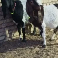 دوعددبزپاکستانی جوان درشت شیرا بادوتا نر|حیوانات مزرعه|مشهد, ملک‌آباد|دیوار