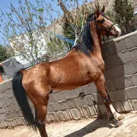 کشش اسب شش دانگ