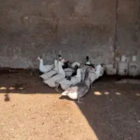 غاز بالغ و جوان و چاق|حیوانات مزرعه|پیشوا, |دیوار