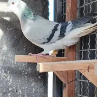 چپ و خوشرنگ