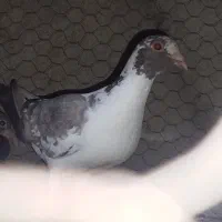 یه جفت جوجه درشت|پرنده|سبزوار, امیر کبیر|دیوار