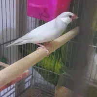 فنچ نرگسی سیلور