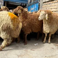 برای عید قربان و گوشت خونه گوسفند زنده|حیوانات مزرعه|تهران, جیحون|دیوار