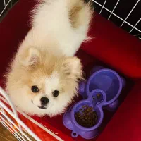 پامر سایز ریز تیکاپ،نر قیمت۲۱تومن