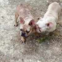 چند قلاده فرنچ بولداگ|سگ|ساری, |دیوار