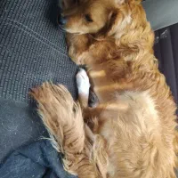 سگ باهوش و زرنگ گلدن