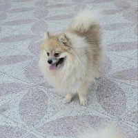 پامر روباهی|سگ|کوار, |دیوار