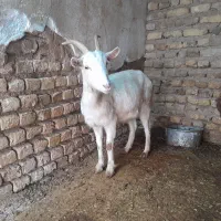 بز سانن|حیوانات مزرعه|تربت‌حیدریه, بالا ولایت|دیوار