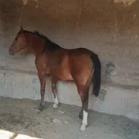 ۳عدد اسب دوعدد مادیون  اعداد نریون