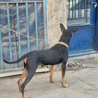 سگ دوبرمن خالص|سگ|کرمان, |دیوار