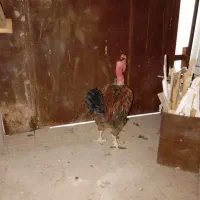 خروس گردن لخت|حیوانات مزرعه|مشهد, باغ فراگرد|دیوار