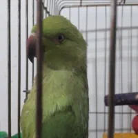 جوجه طوطی ملنگو|پرنده|بجنورد, |دیوار