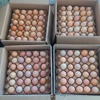 فروش تخم نطفه دار مرغ محلی، جوجه غاز ، اردک روسی