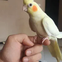 عروس هلندی|پرنده|شیراز, دلجو|دیوار