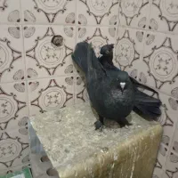 کفتر بهبهانی خوب|پرنده|مرودشت, بیست متری بیمارستان|دیوار