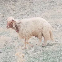 سه عدد قوچ جوان (ورن)فروشی