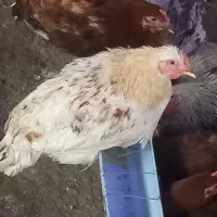 فروش جوجه مرغ و خروس نیمجه گلپایگان|حیوانات مزرعه|پیشوا, |دیوار