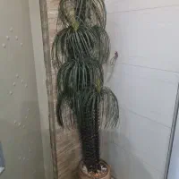 گل اپارتمانی