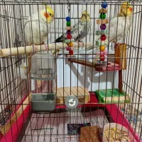 عروس هلندی|پرنده|نسیم‌شهر, |دیوار