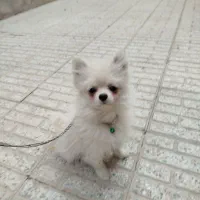 پامرخرسی اصیل