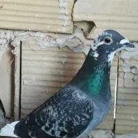 ابلغ مسافتی