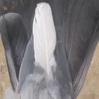 ۵تا|پرنده|اراک, |دیوار