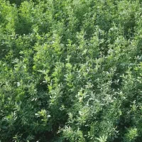 یونجه مخصوص خرگوش|لوازم جانبی حیوانات|اصفهان, دارک|دیوار