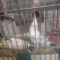 جفت عروس هلندی لوتینو و آلبینو باقفس و لونه کامل|پرنده|شیراز, نیستان|دیوار