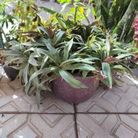 گل و گیاه|گل و گیاه طبیعی|مرند, |دیوار
