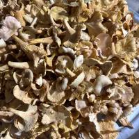قارچ محلی خوراکی
