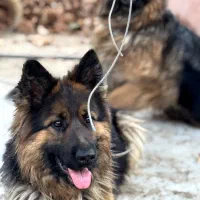 ژرمن شپرد|سگ|کرج, عظیمیه|دیوار