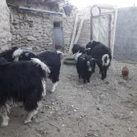 بزغاله چاق محلی|حیوانات مزرعه|مود, |دیوار