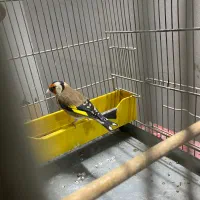 سهره سهره قناری