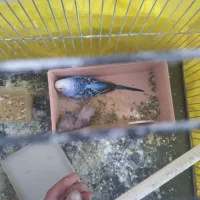 مرغ عشق هلندی|پرنده|درودزن, |دیوار