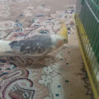 عروس هلندی نر و ماده|پرنده|پیر بکران, |دیوار