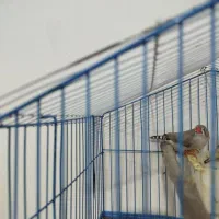 فنچ کینگ ماده