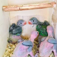 طوطی|پرنده|صائین قلعه, |دیوار