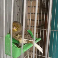 قناری گلاستر