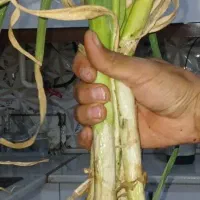 سیر با سر