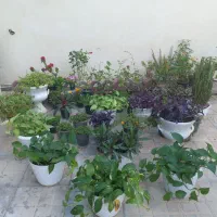 لباس.  گلی ها